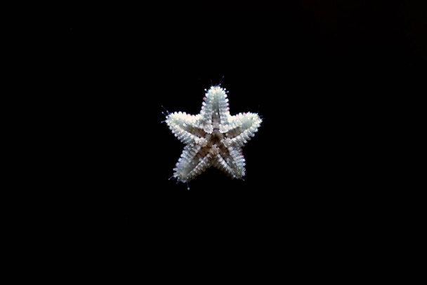 Asterina pancerii: diminuta estrella de mar en el acuario de arrecifes - Foto, imagen