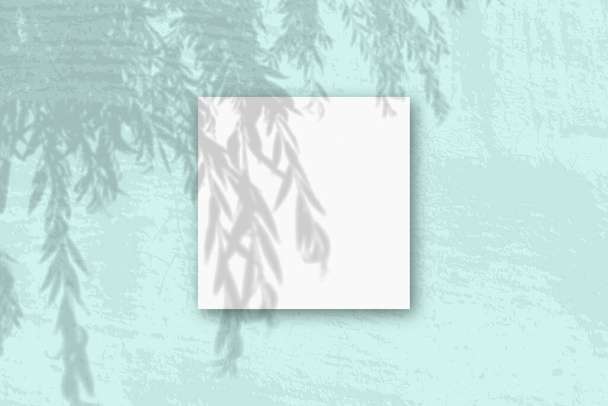 Естественный свет отбрасывает тени от ветки ивы на квадратный лист белой текстурированной бумаги, лежащий на зеленом фоне - Фото, изображение