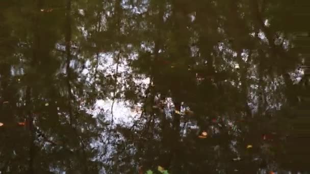 Płynąca woda w strumieniu podczas jesieni - Materiał filmowy, wideo