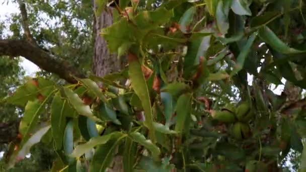 Pekannüsse auf einem Pekannbaum in Georgien - Filmmaterial, Video