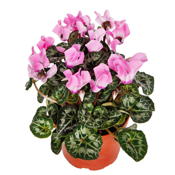 Pink cyclamen in a flower pot. Isolated on a white background. - Photo, Image