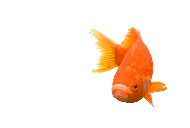 ψάρι πορτοκάλι σε ένα ενυδρείο ένα κολύμπι - Φωτογραφία, εικόνα