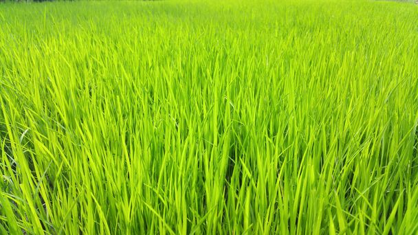Lumineux vert Padi Herbe ; un rizières padi lumineux fermer le matin - Photo, image