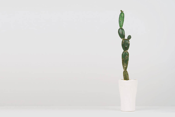 Kaktus im Keramiktopf auf weißem Hintergrund. - Foto, Bild