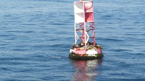 Seals on buoy in pacific ocean, whale watching tour in Newport beach, California USA. Colony of wild animals, sea lions herd on floating navigational beacon. Marine mammals rookery in natural habitat. - Photo, Image