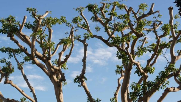 Grote vreemde koraalbomen in Embarcadero Marina park in de buurt van USS Midway and Convention Center, Seaport Village, San Diego, Californië Verenigde Staten. Grote vreemde boom in de buurt van onvoorwaardelijke overgave standbeeld. - Foto, afbeelding