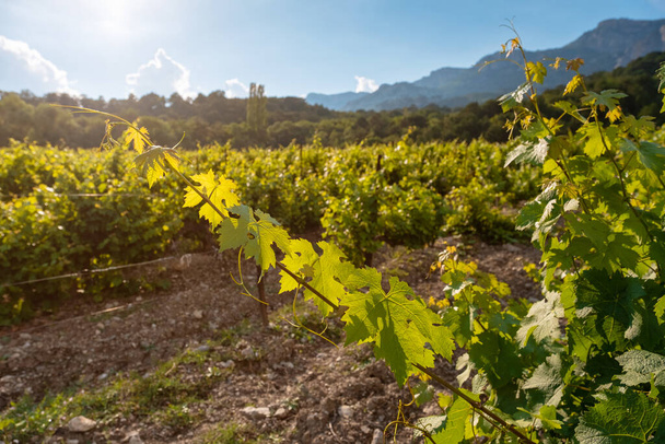 maturazione uva verde, viti, piantagioni vinicole in lunghe file sulle montagne e sulle colline, il concetto di coltivazione delle colture, la fase di creazione del vino, spazi aperti naturali - Foto, immagini