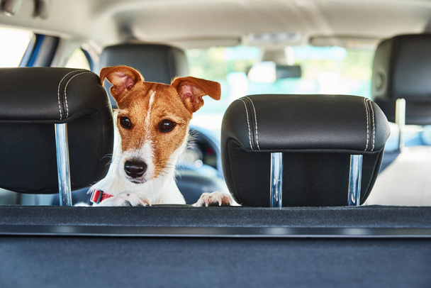 Jack Russell Terrier Hund schaut aus dem Autositz. Ausflug mit Hund - Foto, Bild