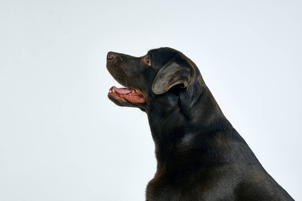 Perro de pura raza con pelo negro sobre un retrato de fondo claro, primer plano, vista recortada - Foto, imagen