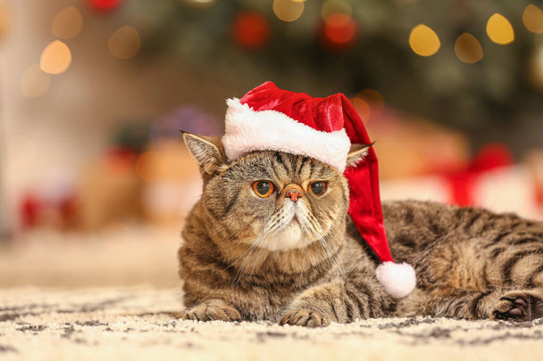 Cute exotic shorthair cat in Santa hat at home on Christmas eve - Photo, image