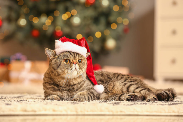 Cute exotic shorthair cat in Santa hat at home on Christmas eve - Foto, afbeelding
