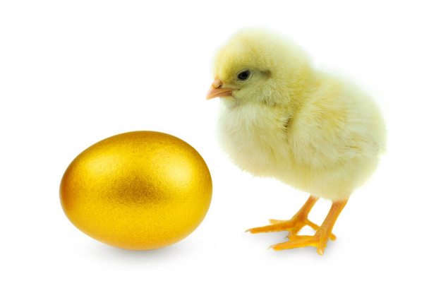 Пташеня і золоте яйце на білому тлі
 - Фото, зображення