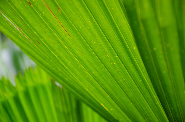 Texture of Green Palm Leaf in Soft Focus Abstract Background. - Photo, Image