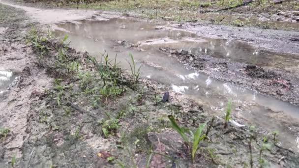 footage of walking into the pool of muddy puddle water. - Footage, Video