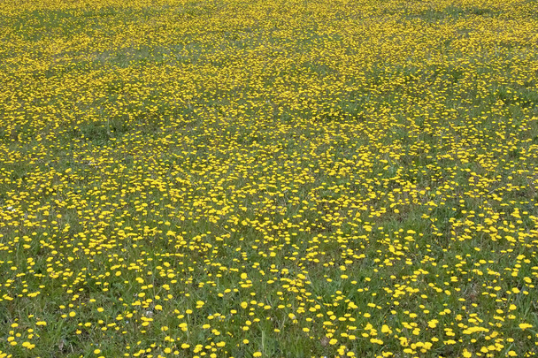 prairie couverte de petites fleurs jaunes - Photo, image