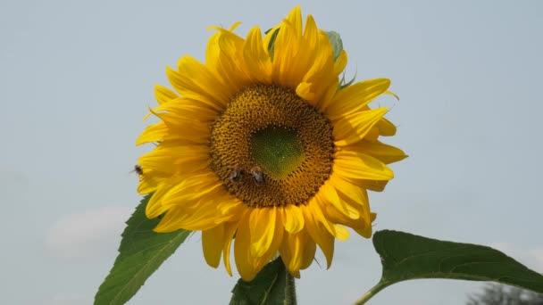 close-up beelden van mooie bloeiende zonnebloem op zonnige dag - Video