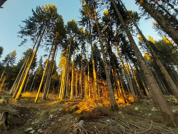 In the pine forest of Roana at sunset on the Asiago plateau in Veneto, travel and landscapes in Italy - Photo, Image