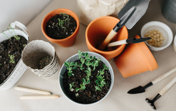 How to grow peas seeds at home. New small peas sprout in pot, two week after planting seeds, pot with soil, peas seeds, gardener tools on craft paper on the table - Fotoğraf, Görsel