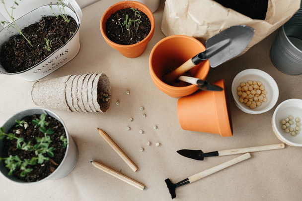 How to grow peas seeds at home. New small peas sprout in pot, two week after planting seeds, pot with soil, peas seeds, gardener tools on craft paper on the table - Fotoğraf, Görsel