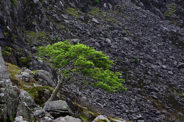 Zöld fa a Scree mezőn. Zöld fa sötét sziklák között. Elszigetelt zöld fa Írországban, sötét háttérrel. Magányos fa a Wicklow-hegységben, Írország. - Fotó, kép