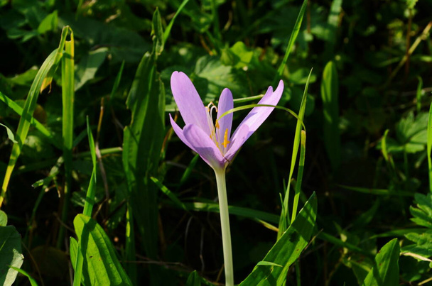 Pink flower buds of poisonous Colchicum species in a meadow close up - Photo, Image