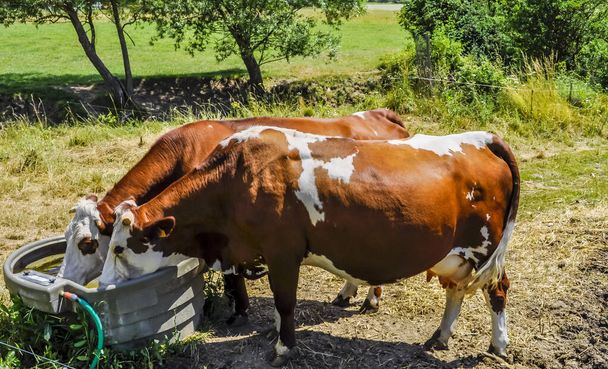 Корова, сфотографированная во французской деревне. - Фото, изображение
