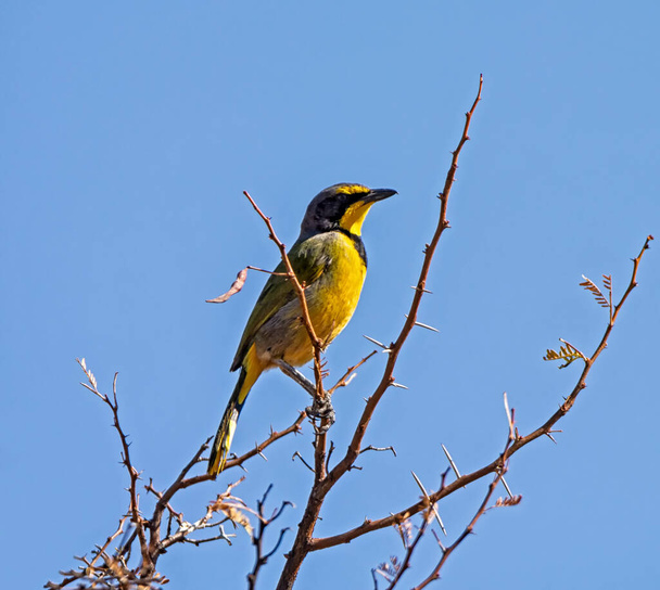 A Bokmakierie perched in a tree in Southern African savannah - Photo, Image