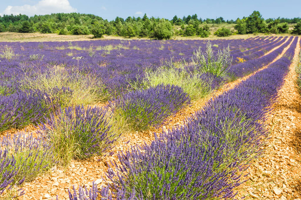Lavendel in Provence, Zuid-Frankrijk - Foto, afbeelding