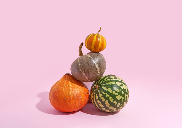 three pumpkins balancing. pink background with sunlight shadows. halloween and thanksgiving girly concept - Φωτογραφία, εικόνα