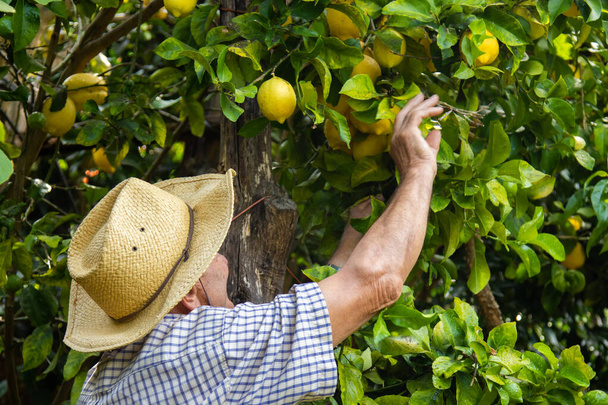 farmer harvesting lemons in the field - Foto, Imagen