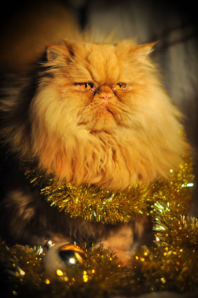 Дивний пухнастий червоний перський кіт з садами. - Фото, зображення