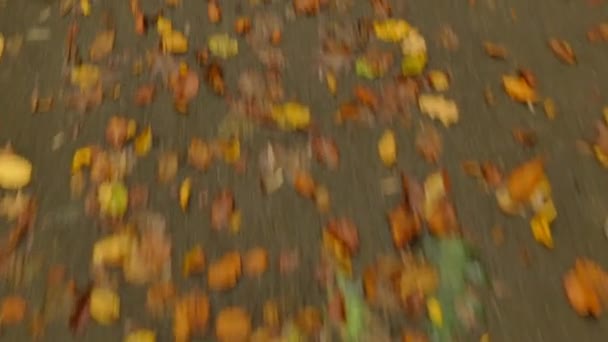 wandelen op een bosweg met herfst geschilderde bladeren  - Video