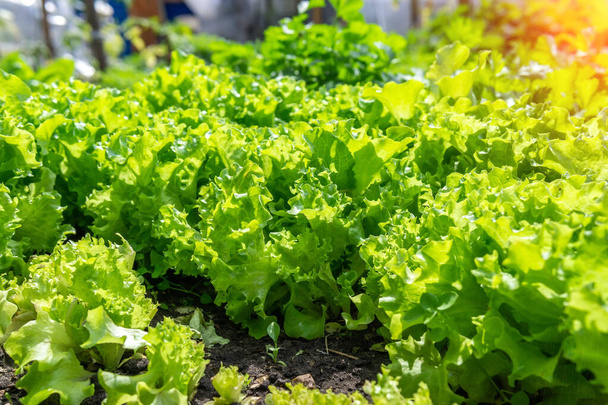 Organic green lettuce plants or salad vegetable cultivation. Concept of healthy eating. Farming. Food production. - Photo, Image