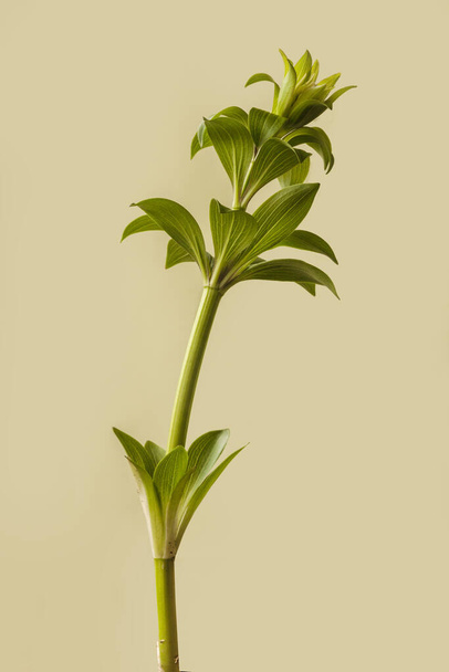 Jungpflanze Lilium martagon (Martagonlilie) auf grünem Hintergrund - Foto, Bild