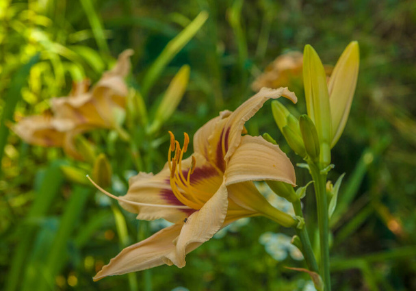 Floreciente Hemerocallis (lirio de día) Bonanza en el jardín de fondo verde borroso. - Foto, imagen
