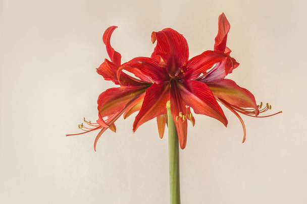 Blooming Hippeastrum (amaryllis) Bogota, Cybister, Spider Group  on a gray background - Photo, Image