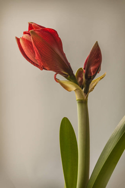 Bud red Hippeastrum (amaryllis) "Cherry Nymph"  Galaxy Group  on a grey background - Zdjęcie, obraz