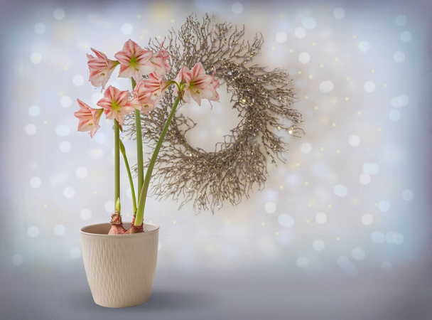 Flower Hippeastrum (amaryllis) Diamond Group "Fairytale" tegen de achtergrond van een kerstkrans. Vrije ruimte voor ondertekening - Foto, afbeelding