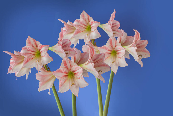 Flower Hippeastrum (amaryllis) Diamond Group "Fairytale" op een blauwe achtergrond  - Foto, afbeelding