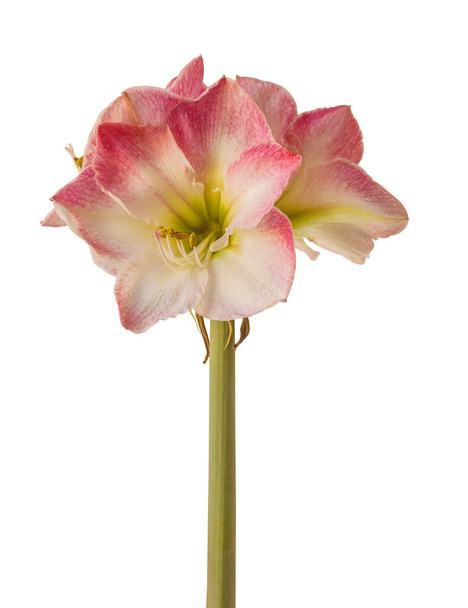 花ピンクと白のヒッペストラム(アマリリス)｜Galaxy Group白い背景分離による「カプリス」 - 写真・画像