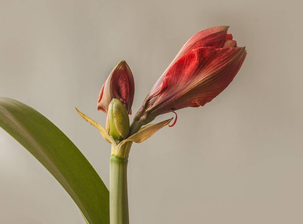 Bud red Hippeastrum (amaryllis) "Cherry Nymph"  Galaxy Group  on a grey background - Zdjęcie, obraz