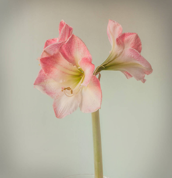 Flower pink and white Hippeastrum (amaryllis) Galaxy Group "Caprice" on a grey background  - Photo, Image