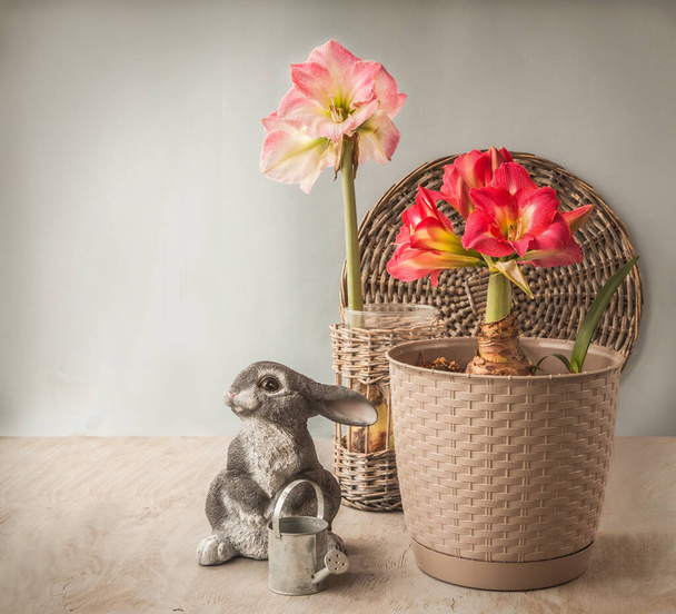 Concept of spring - blooming hippeastrum (amaryllis) "Tres Belle" and "Caprice" next to the figure of a rabbit with a watering can (mass production) - Photo, Image