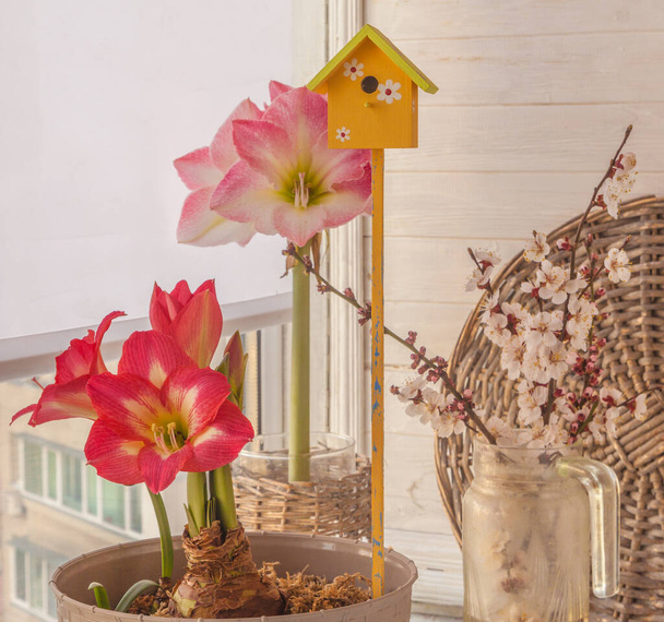 Flowering hippeastrum (amaryllis) "Tres Belle" and "Caprice" next to apricot branches on the window - Foto, imagen