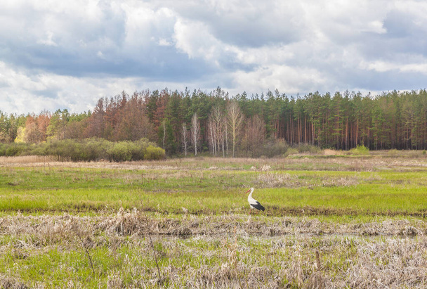 春にウクライナのPolesie Teterev川の洪水の牧草地でコウノトリ - 写真・画像