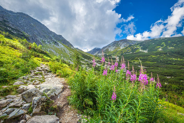 Paesaggio montano con fiori d'erba piromane nella zona di Rohace del Parco Nazionale dei Tatra, Slovacchia, Europa. - Foto, immagini