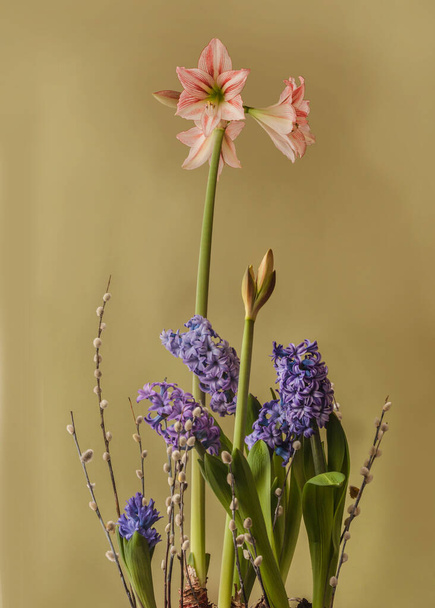 Virágzó Nagy virágzó (Midi) Hippeastrum (amarillis) Tündérmese és jácintok, fűzfa virága arany háttérrel - Fotó, kép