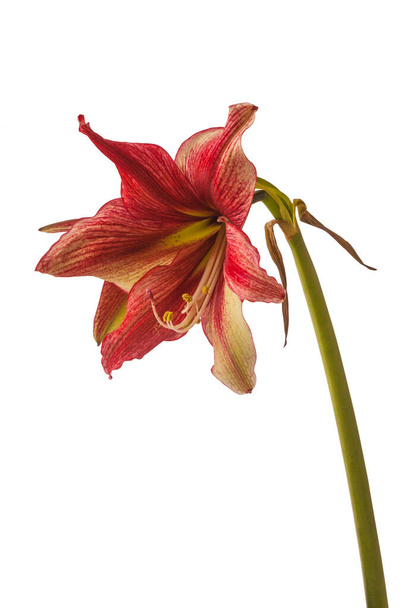 Flower  green and red Hippeastrum (amaryllis) Galaxy group 'Tosca' on a white background isolated. - Photo, Image