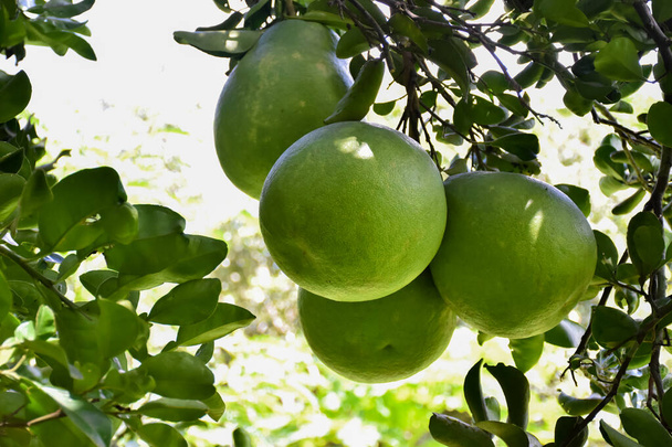 Un gran pomelo verde redondo colgando de su árbol. Tiene un sabor agridulce y se puede almacenar durante mucho tiempo. Los tailandeses pueden cultivar esta planta en todas las provincias. - Foto, imagen