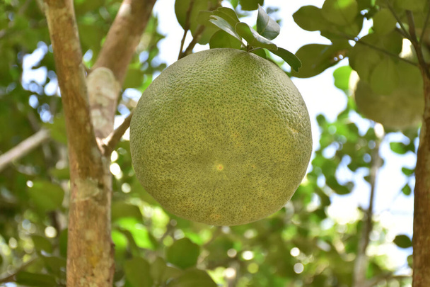 Un grande pomelo verde rotondo appeso al suo albero. Ha un sapore agrodolce e può essere conservato a lungo. I thailandesi possono coltivare questa pianta in tutte le province. - Foto, immagini